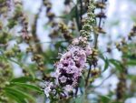 Vitex agnus-castus, Détail d'une fleur de Gattilier, Graines de Vitex agnus-castus, Graines de Gattilier