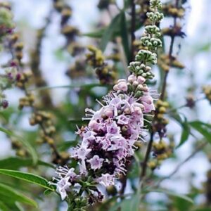 Vitex agnus-castus, Détail d'une fleur de Gattilier, Graines de Vitex agnus-castus, Graines de Gattilier