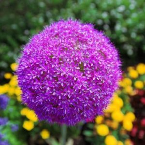 Allium giganteum - Ombelle