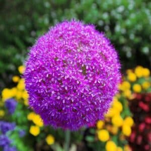 Allium giganteum, Ail géant, graines d'Allium giganteum, graines d'Ail géant