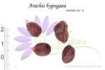 Graines d'Arachis hypogaea, Semences de Cacahuète