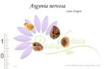 Graines d'Argyreia nervosa, Graines de Liane d'argent
