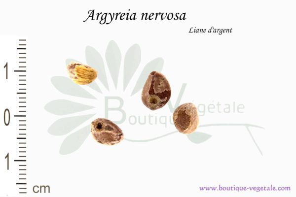 Graines d'Argyreia nervosa, Argyreia nervosa seeds