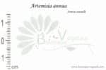 Graines d'Artemisia annua, Artemisia annua seeds