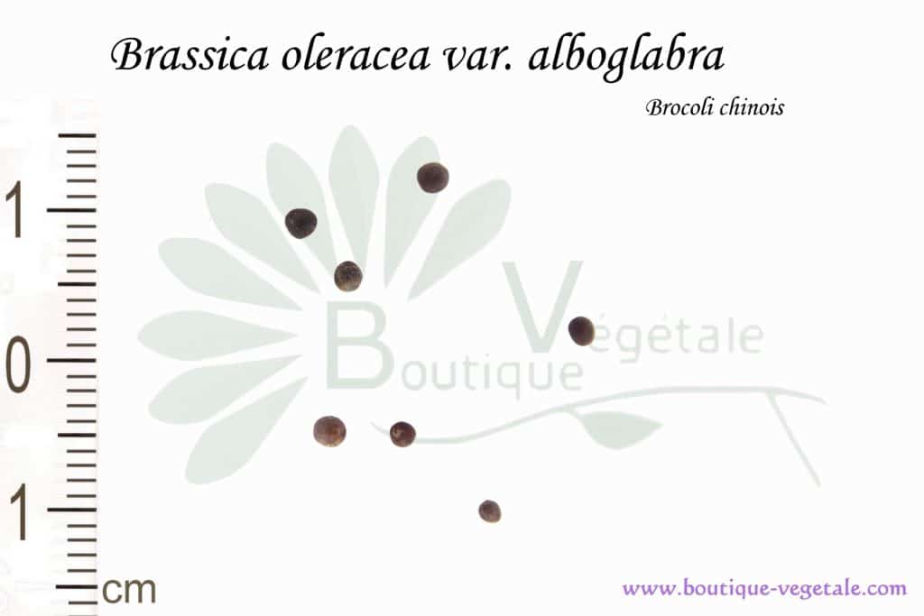 Graines de Brassica oleracea var. alboglabra, Brassica oleracea var. alboglabra seeds