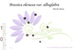 Graines de Brassica oleracea var. alboglabra, Brassica oleracea var. alboglabra seeds, Graines de Brocolis chinois