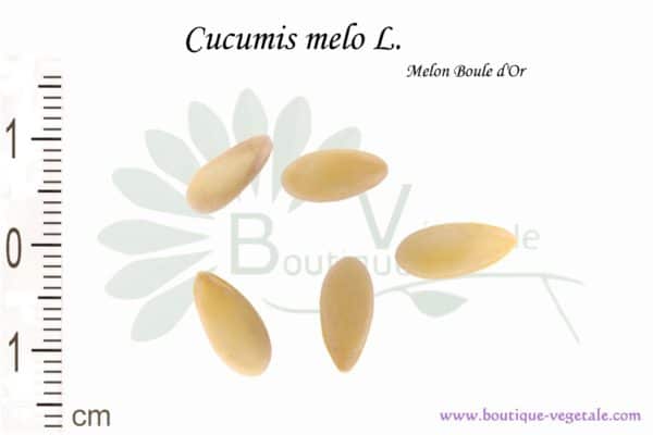 Graines de Cucumis melo L. var. Melon boule d'or