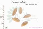 Graines de Cucumis melo L. var. Melon jaune canari, Cucumis melo L. seeds