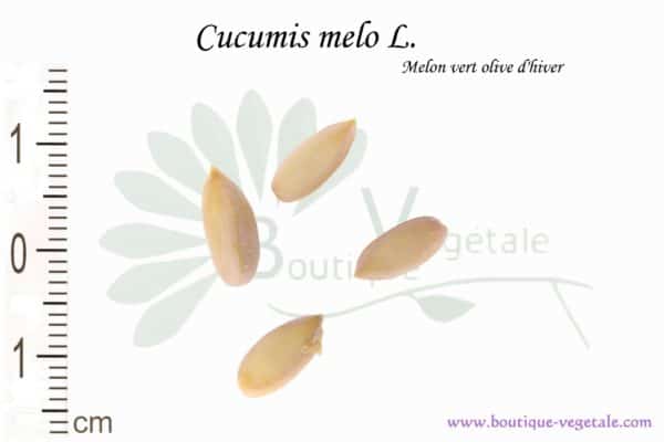Graines de Cucumis melo L. var. Melon vert olive, Cucumis melo L. seeds