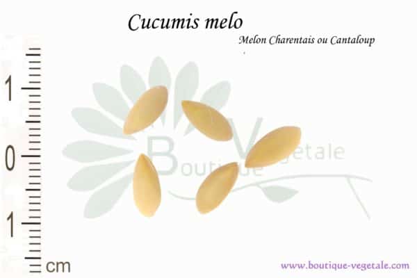 Graines de Cucumis melo, Cucumis melo seeds