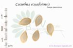 Graines de Cucurbita ecuadorensis, Cucurbita ecuadorensis seeds