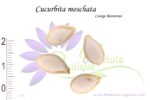 Graines de Cucurbita moschata, Cucurbita moschata seeds, Graines de Courge butternut