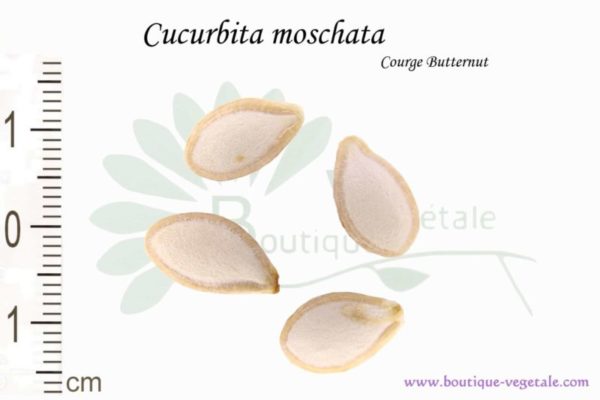 Graines de Cucurbita moschata, Cucurbita moschata seeds