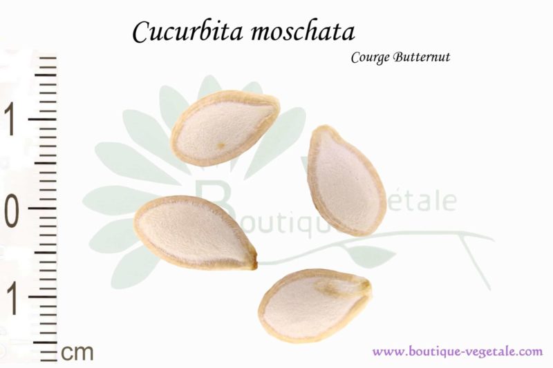 Cucurbita moschata 10 graines COURGE BUTTERNUT 