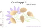 Graines de Cucurbita pepo L. var. 'Jack Be Little', Cucurbita pepo L. var. 'Jack Be Little' seeds, Graines de Courge 'Jack Be Little'