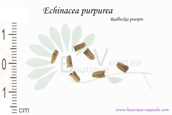 Graines d'Echinacea purpurea