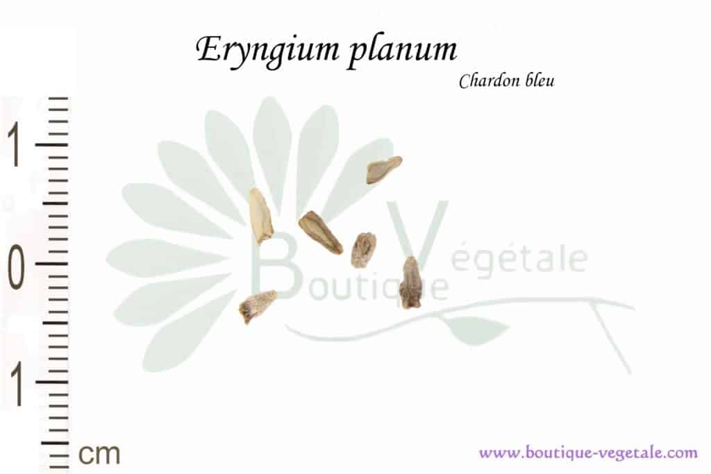 Graines d'Eryngium planum, Eryngium planum seeds
