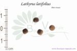 Graines de Lathyrus latifolius, Lathyrus latifolius seeds