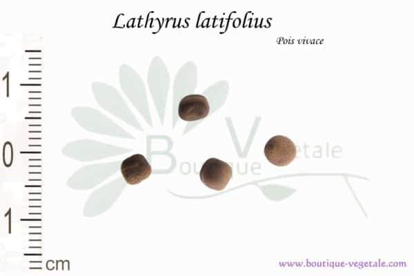 Graines de Lathyrus latifolius, Lathyrus latifolius seeds