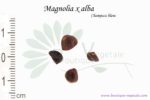 Graines de Magnolia x alba, Magnolia x alba seeds