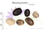 Graines de Mucuna pruriens, Mucuna pruriens seeds, Graines de Pois mascate