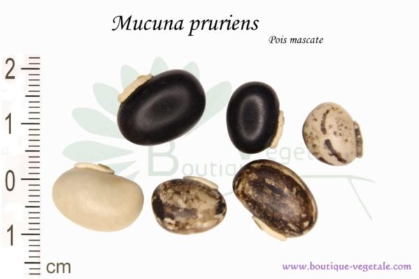 Graines de Mucuna pruriens, Mucuna pruriens seeds