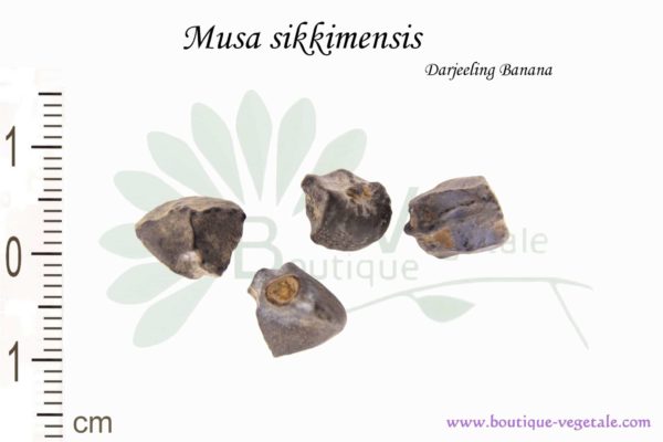Graines de Musa sikkimensis, Musa sikkimensis seeds