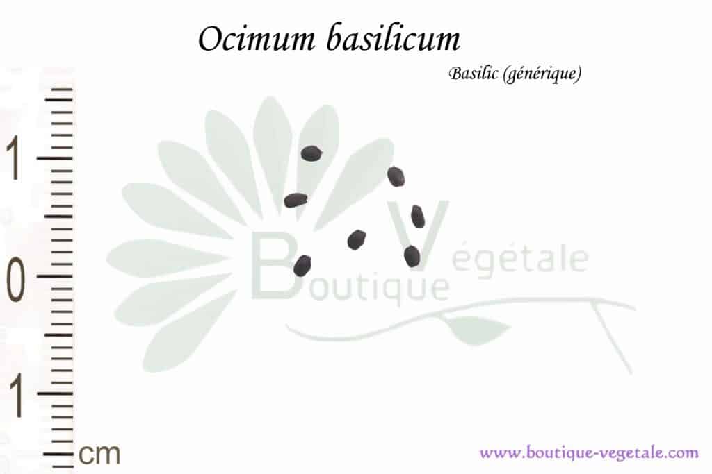 Graines d'Ocimum basilicum, Ocimum basilicum seeds