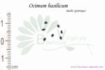 Graines d'Ocimum basilicum, Ocimum basilicum seeds