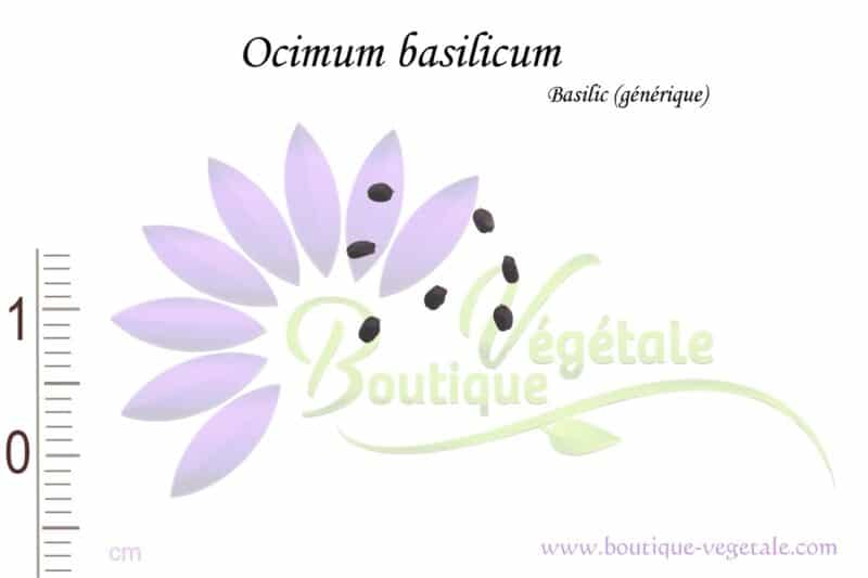 Graines d'Ocimum basilicum, Ocimum basilicum seeds