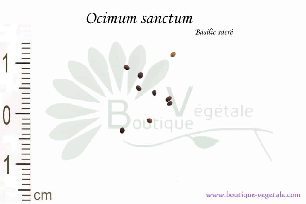 Graines d'Ocimum sanctum, Ocimum sanctum seeds