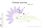 Graines d'Ocimum sanctum, Ocimum sanctum seeds