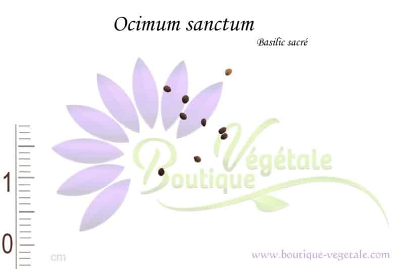 Graines d'Ocimum sanctum, Ocimum sanctum seeds