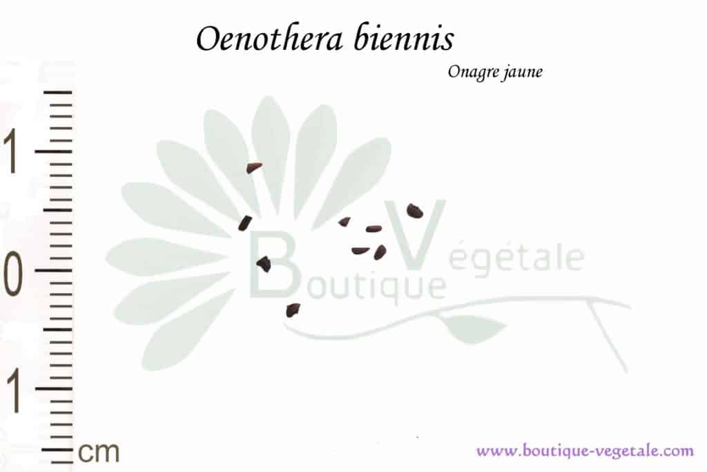 Graines d'Oenothera biennis, Oenothera biennis seeds