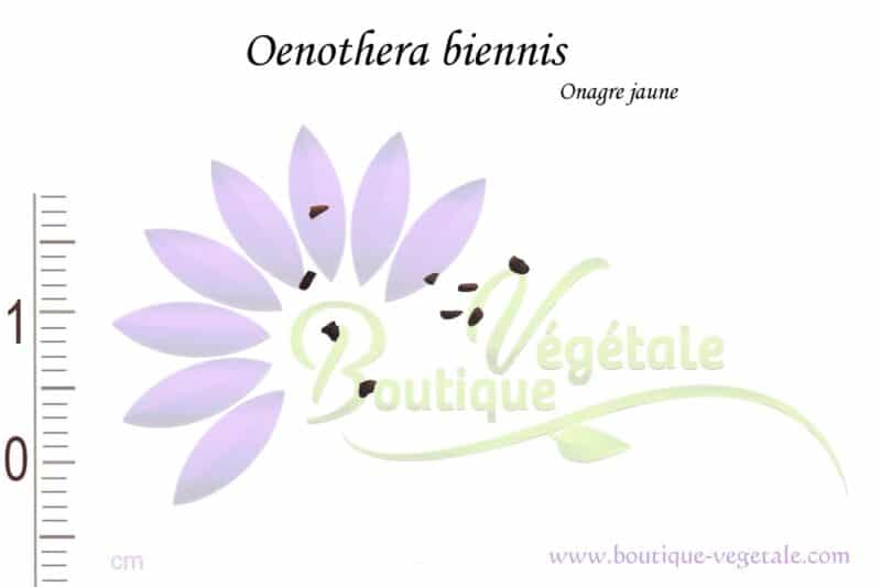 Graines d'Oenothera biennis, Oenothera biennis seeds