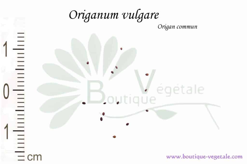 Graines d'Origanum vulgare, Origanum vulgare seeds