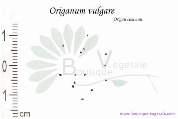 Graines d'Origanum vulgare, Origanum vulgare seeds