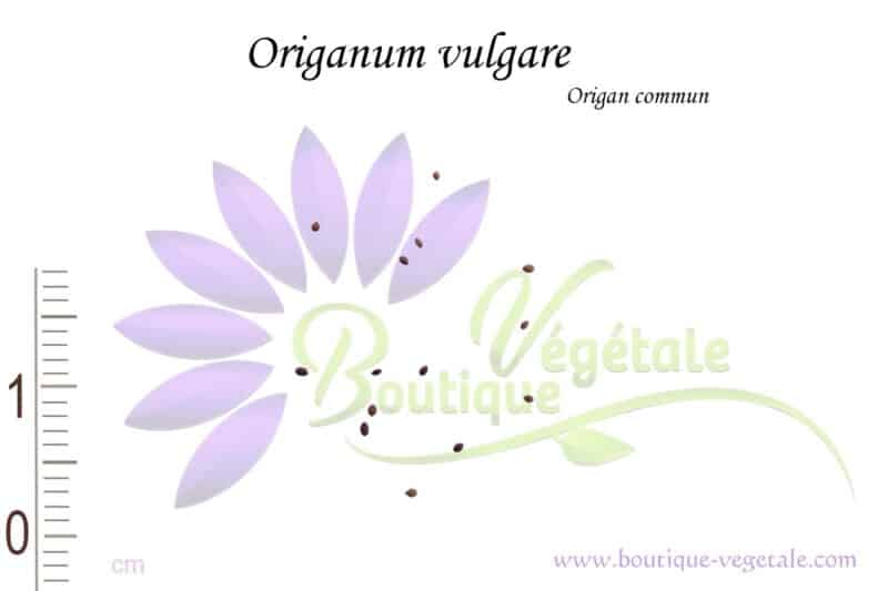 Graines d'Origanum vulgare, Origanum vulgare seeds