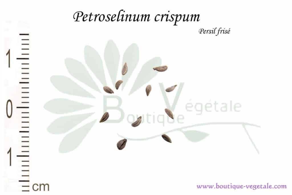 Graines de Petroselinum crispum, Petroselinum crispum seeds