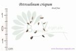 Graines de Petroselinum crispum, Petroselinum crispum seeds