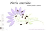 Graines de Phacelia tanacetifolia, Phacelia tanacetifolia seeds