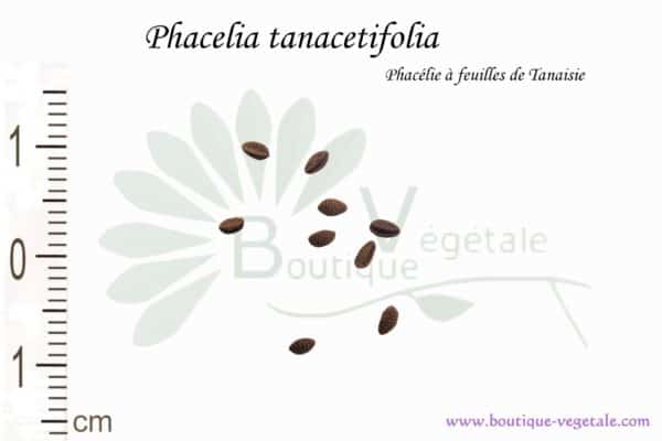 Graines de Phacelia tanacetifolia, Phacelia tanacetifolia seeds