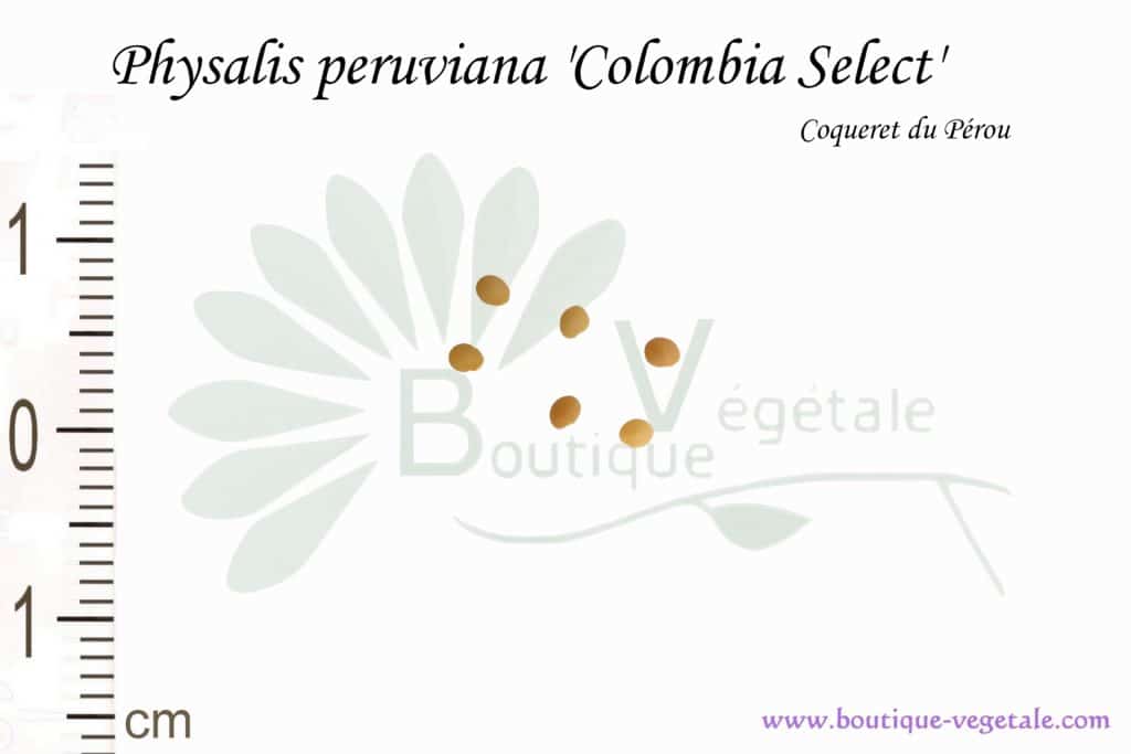 Graines de Physalis peruviana var. Colombia select, Physalis peruviana var. Colombia select seeds