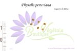 Graines de Physalis peruviana, Graines de Coqueret du Pérou