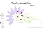 Graines de Physalis philadelphica, Physalis philadelphica seeds