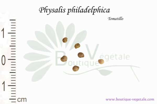 Graines de Physalis philadelphica, Physalis philadelphica seeds