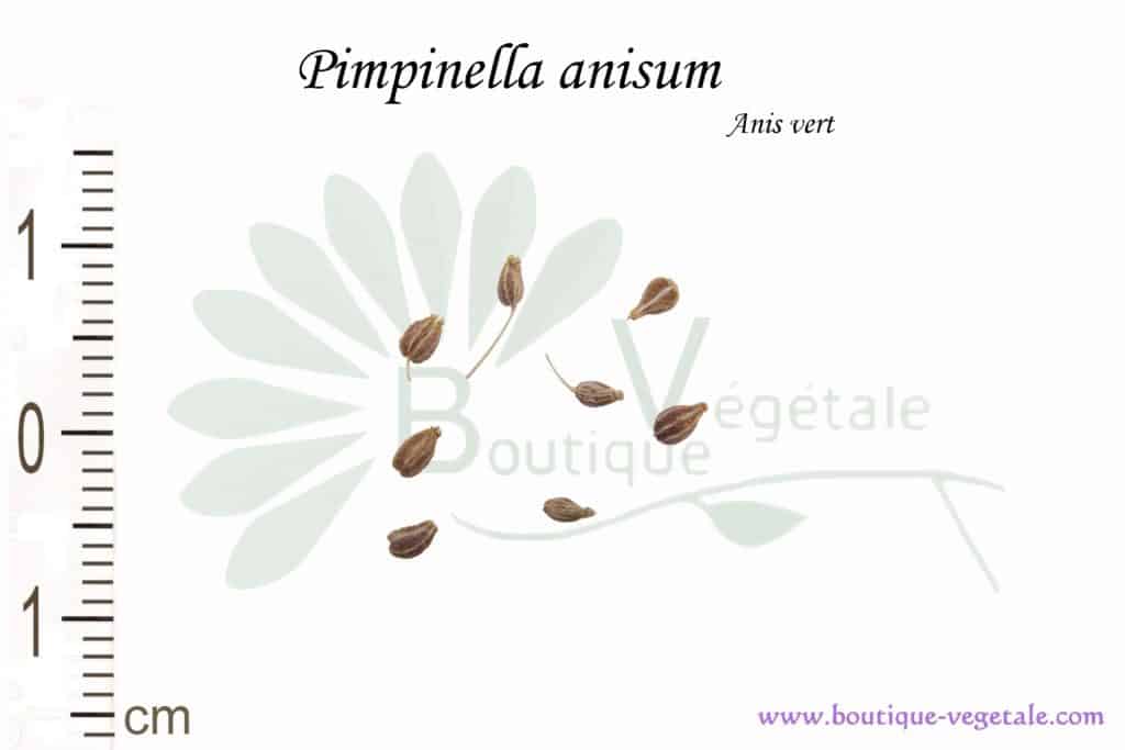Graines de Pimpinella anisum, Pimpinella anisum seeds