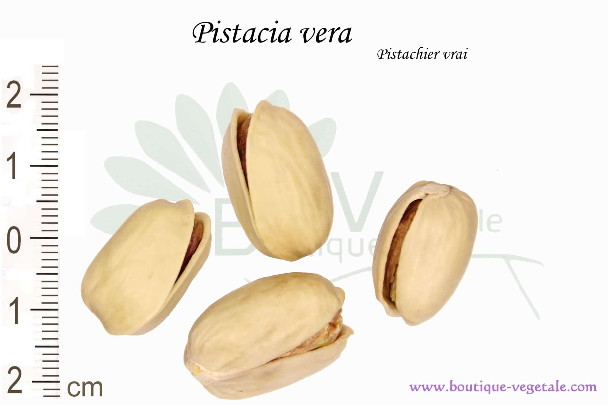 Graines de Pistacia vera - Pistachier vrai - Boutique Végétale