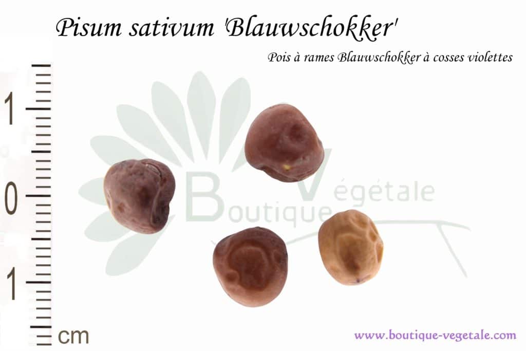 Graines de Pisum sativum 'Blauwschokker', Pisum sativum 'Blauwschokker' seeds
