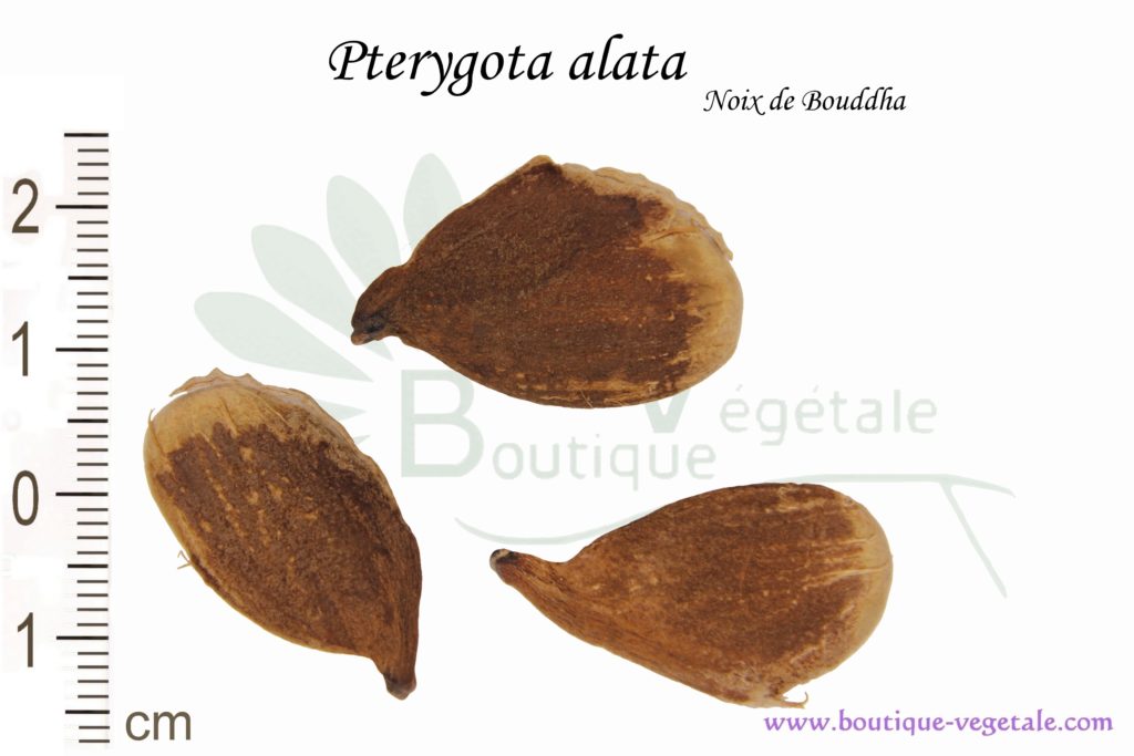 Graines de Pterygota alata, Pterygota alata seeds